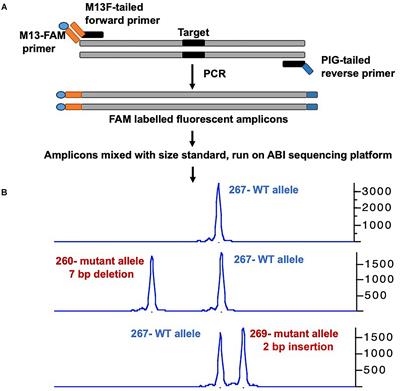 Expanding the CRISPR Toolbox in Zebrafish for Studying Development and Disease